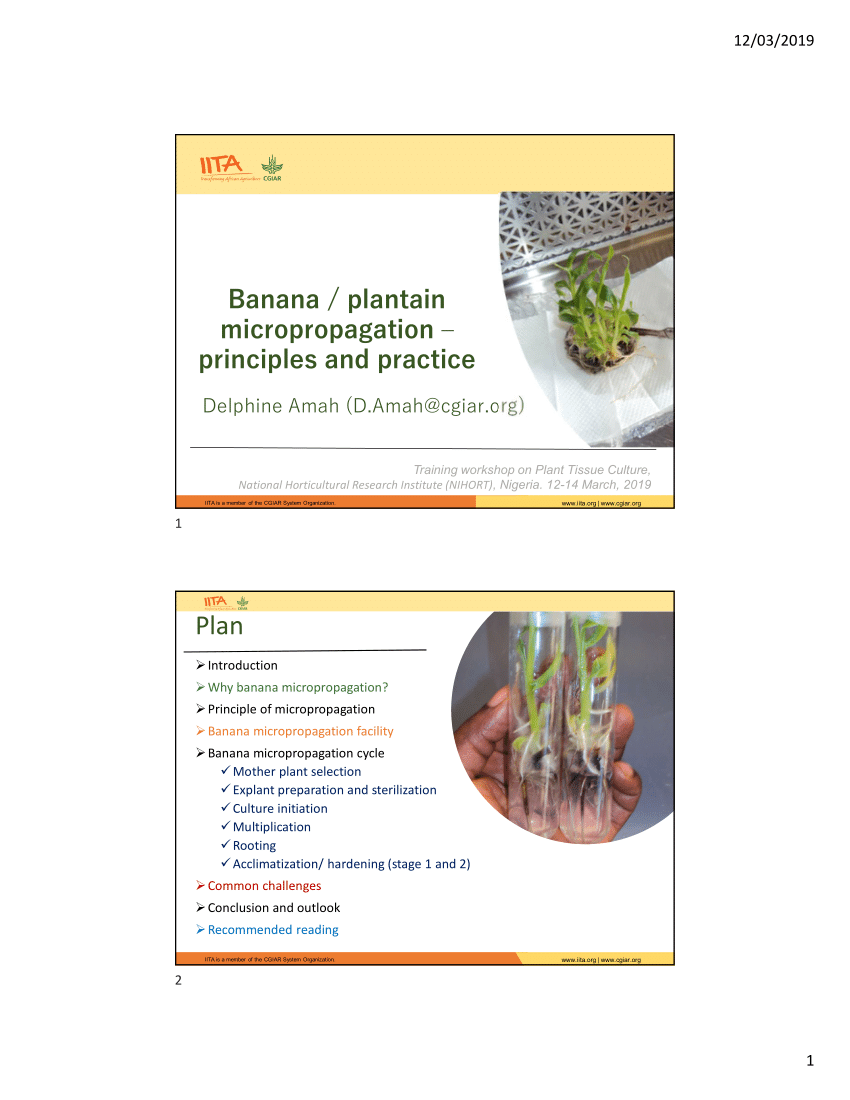 thesis on plantain pdf