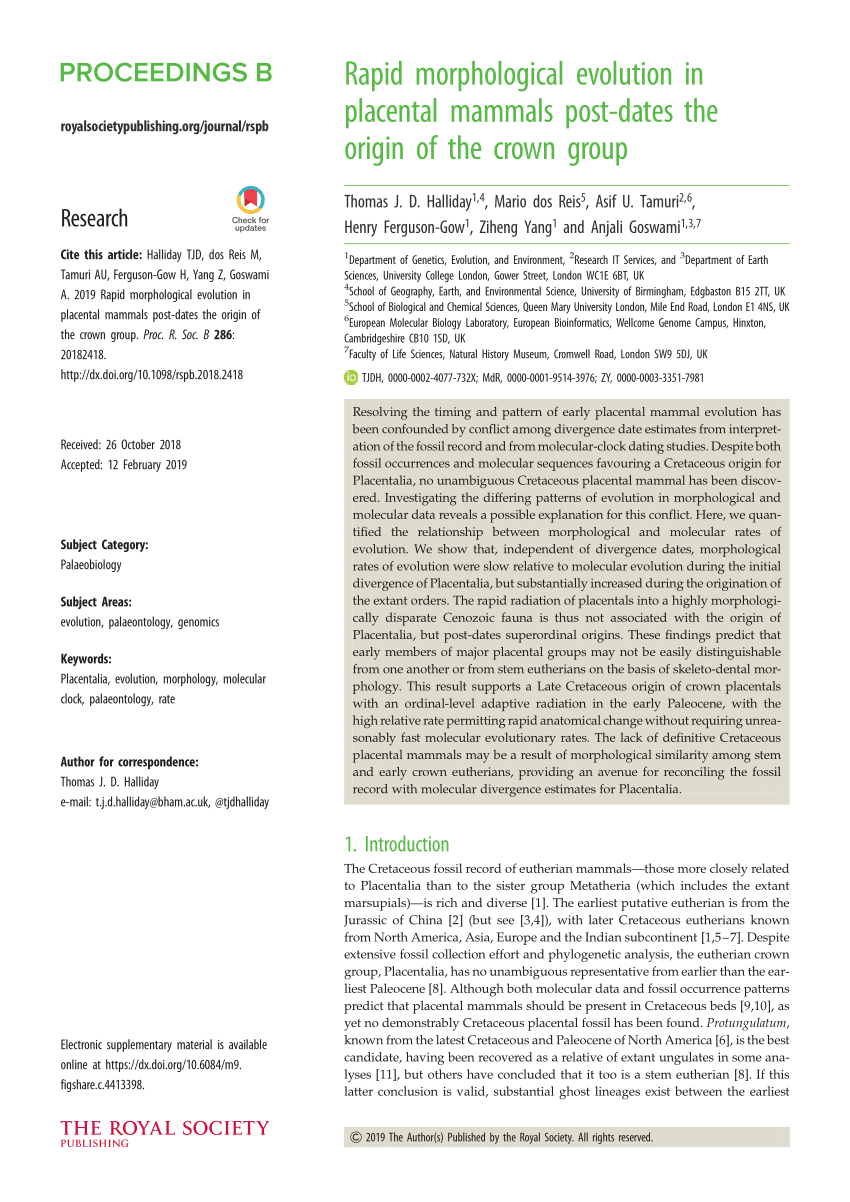 Rapid morphological evolution in placental mammals post-dates the