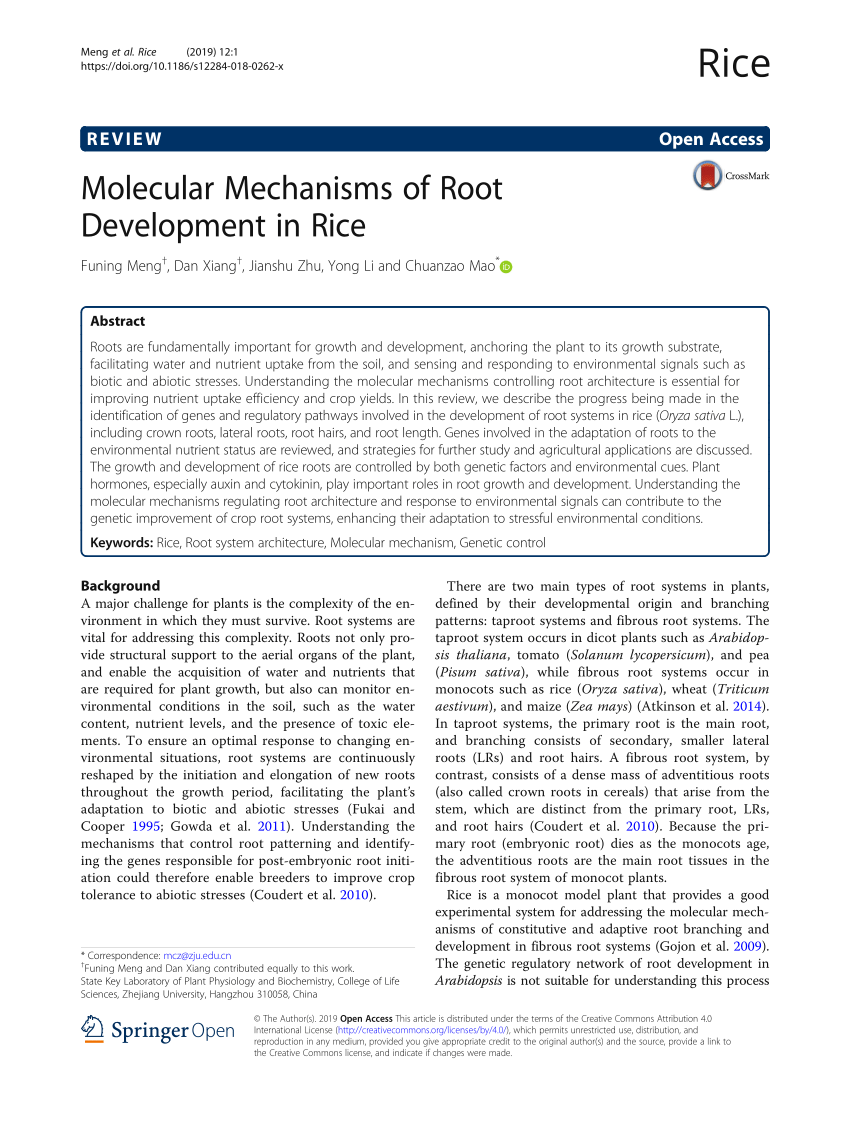 Pdf Molecular Mechanisms Of Root Development In Rice - 