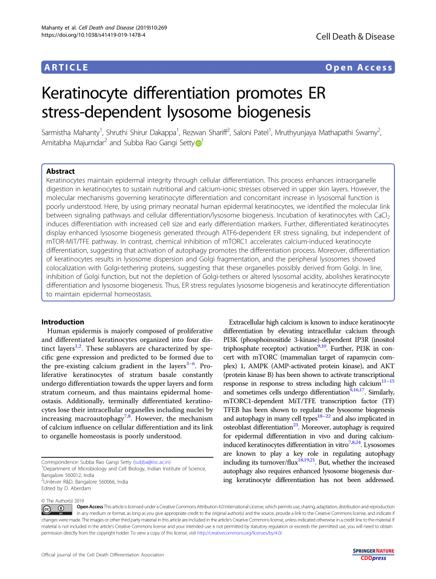 (PDF) Keratinocyte differentiation promotes ER stress