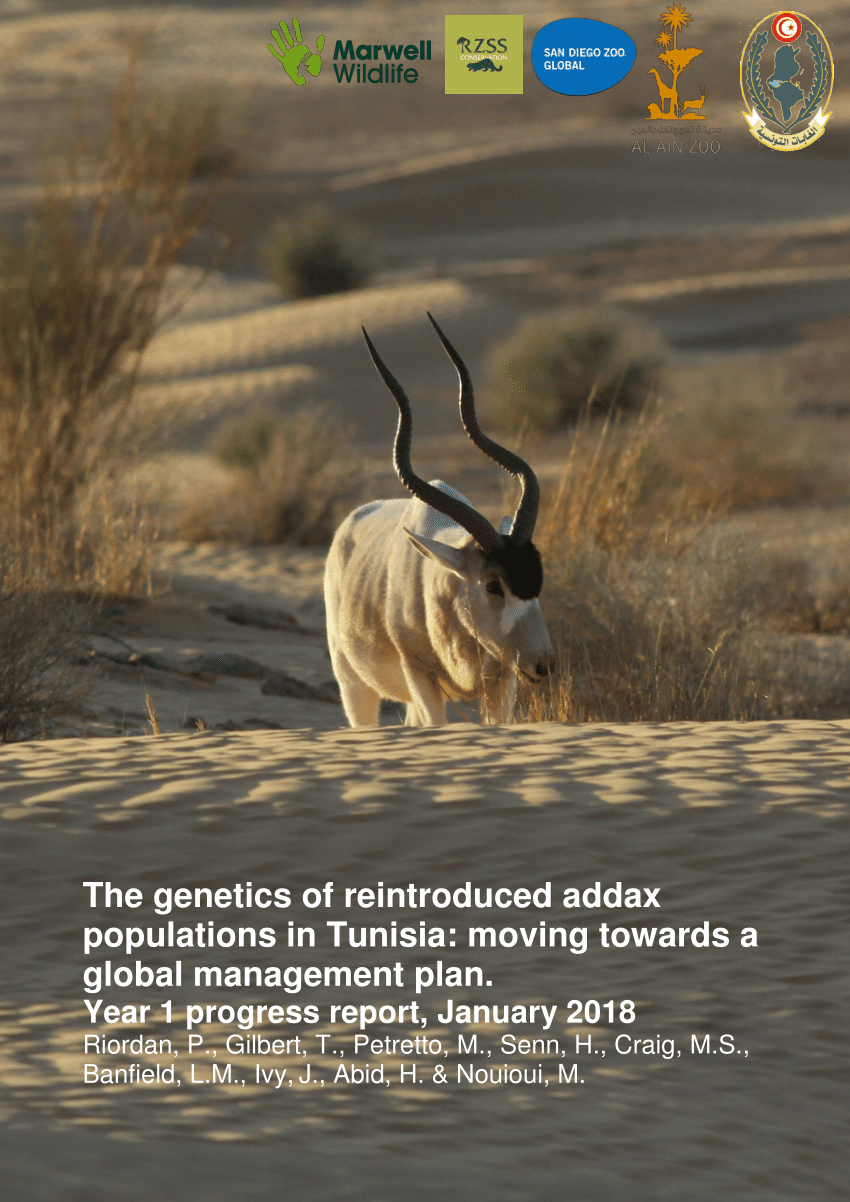 Pdf The Genetics Of Reintroduced Addax Populations In Tunisia Moving Towards A Global Management Plan Year 1 Progress Report