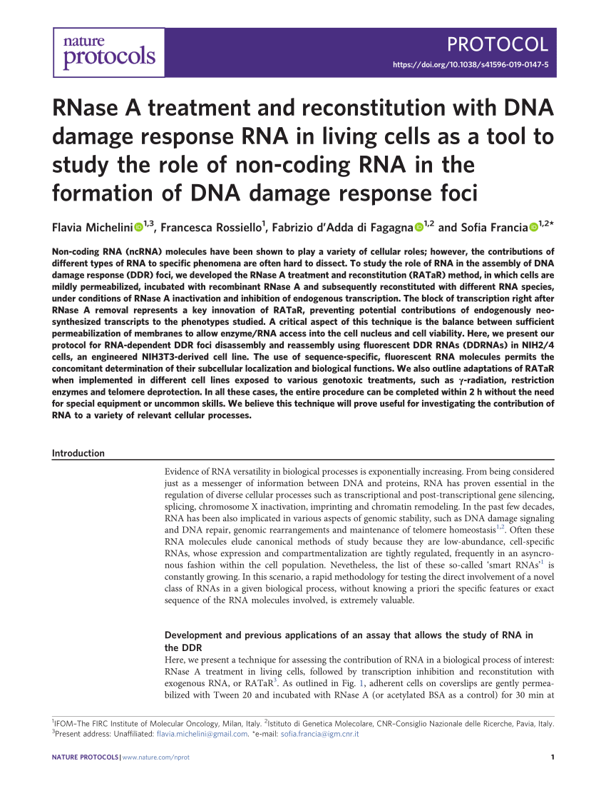 PDF) RNase A treatment and reconstitution with DNA damage response RNA in  living cells as a tool to study the role of non-coding RNA in the formation  of DNA damage response foci