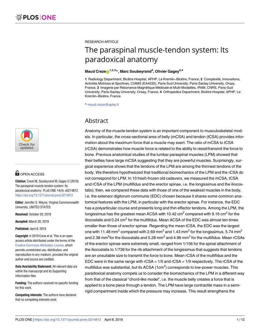 (PDF) The paraspinal muscle-tendon system: Its paradoxical anatomy