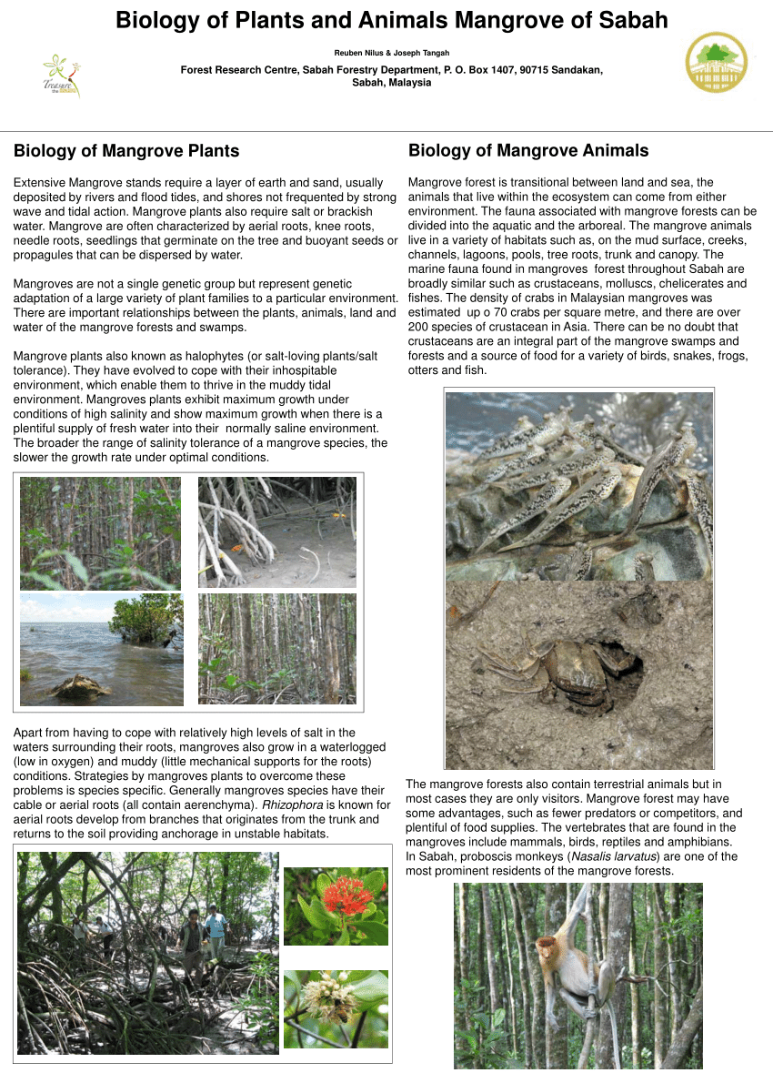 PDF) Common mangroves Plants and Animals of Sabah