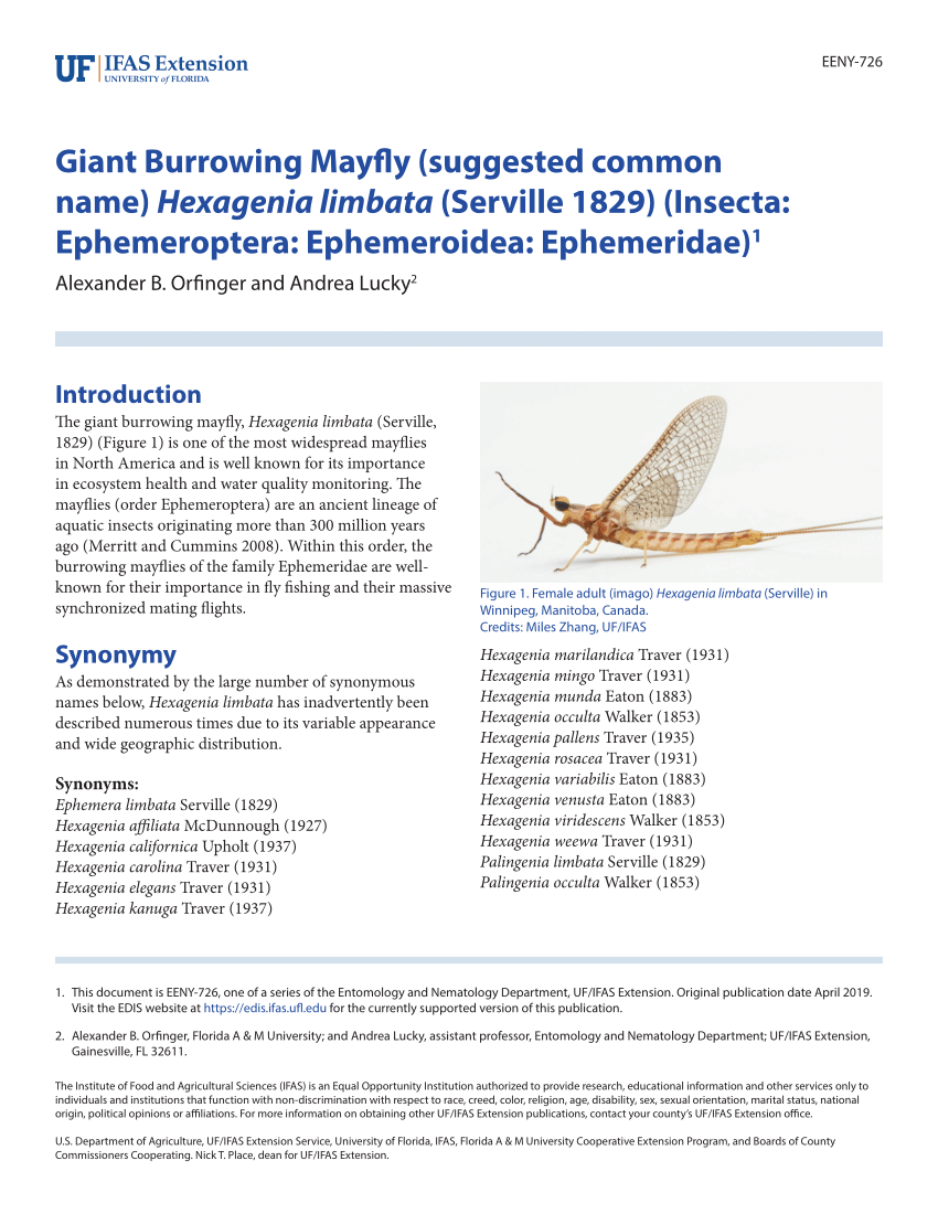 PDF) Giant Burrowing Mayfly (suggested common name) Hexagenia