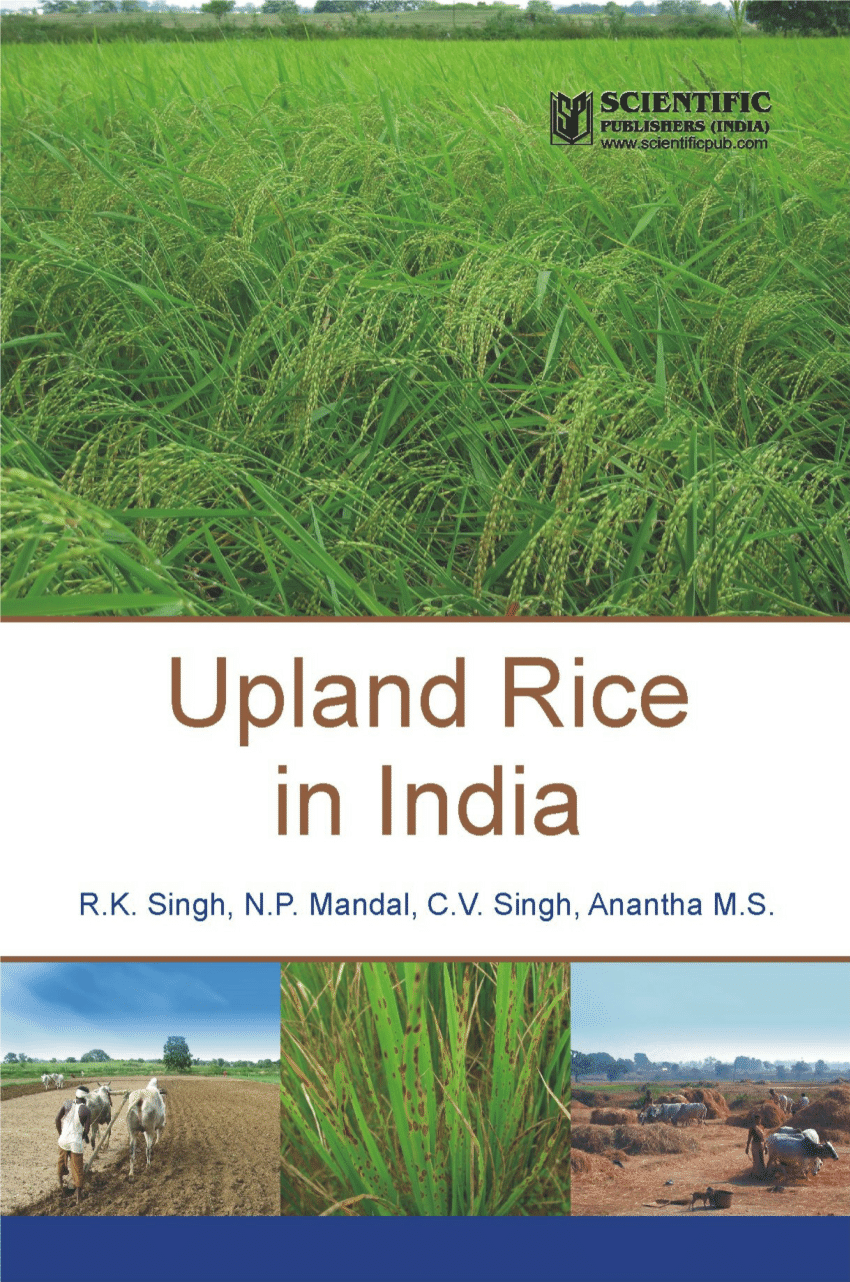 research papers on upland rice