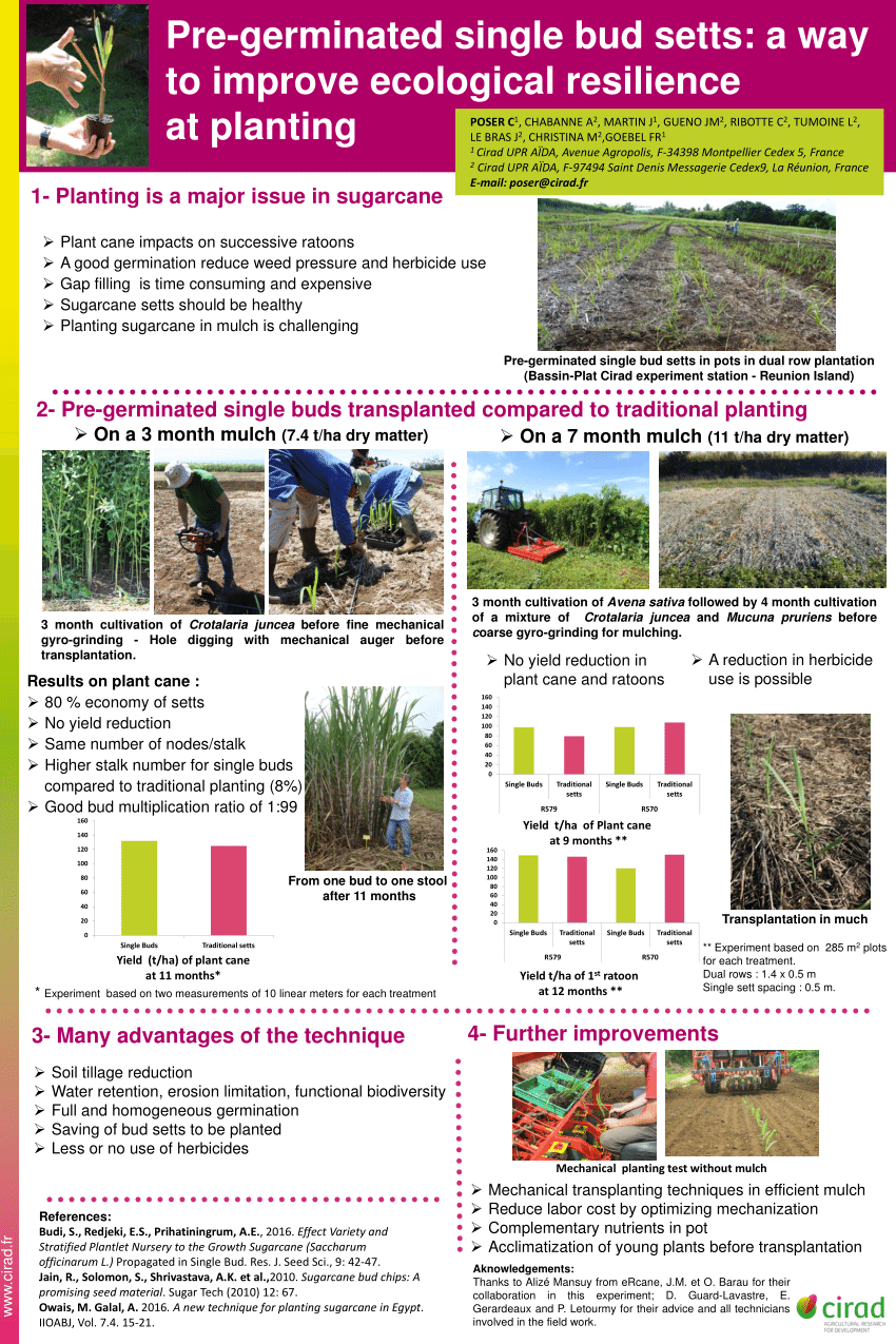 (PDF) Germinated single-bud setts in pots: a way to improve ecological ...