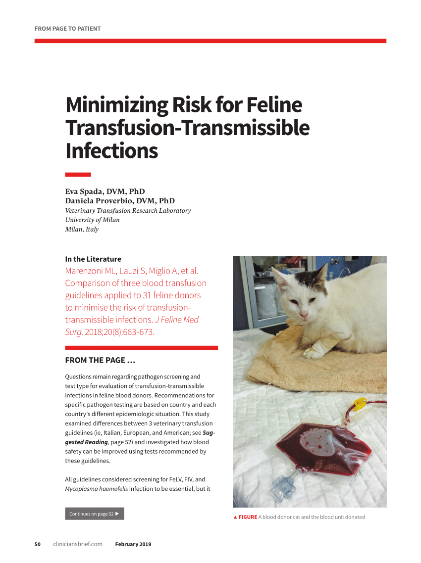 Pdf Minimizing Risk For Feline Transfusion Transmissible Infections