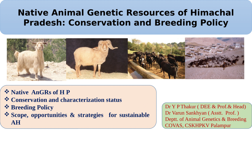 PDF) Native Animal Genetic Resources of Himachal Pradesh: Conservation and  Breeding Policy
