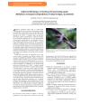 Preview image for Arboreal behavior in the Stuart's burrowing snake Adelphicos veraepacis (Dipsadinae) in Baja Verapaz, Guatemala