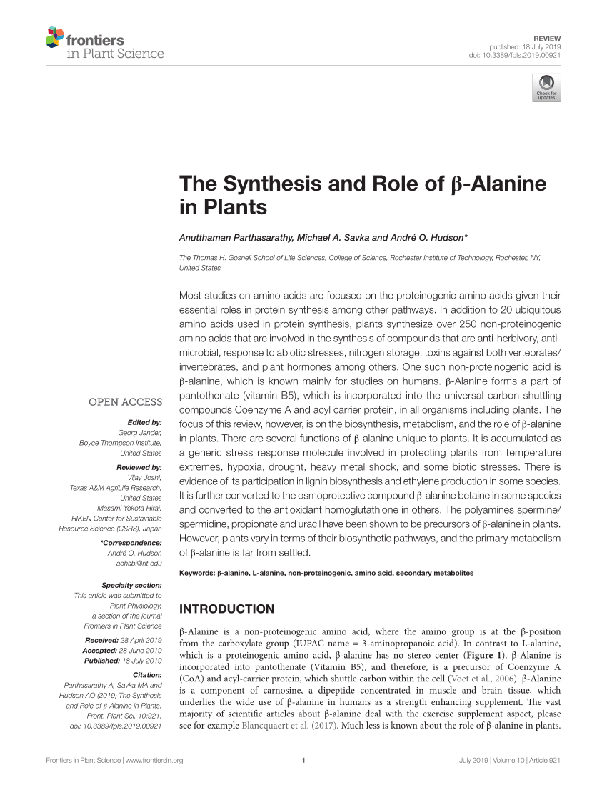 Frontiers  The Synthesis and Role of β-Alanine in Plants