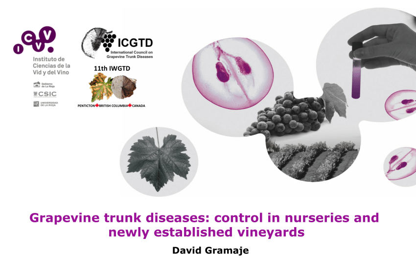 Pdf Grapevine Trunk Diseases Control In Nurseries And Newly Established Vineyards