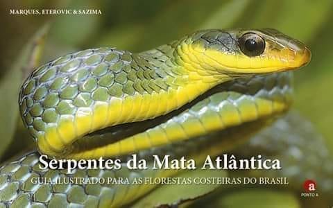 Cobras não são vilãs e têm papel fundamental na natureza - 18/08/2023 -  Folhinha - Folha