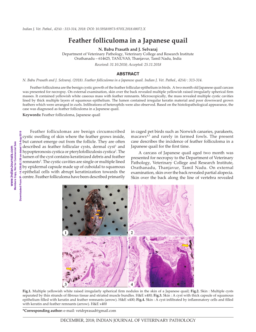 Morphological and Histochemical Description of Quail Feather