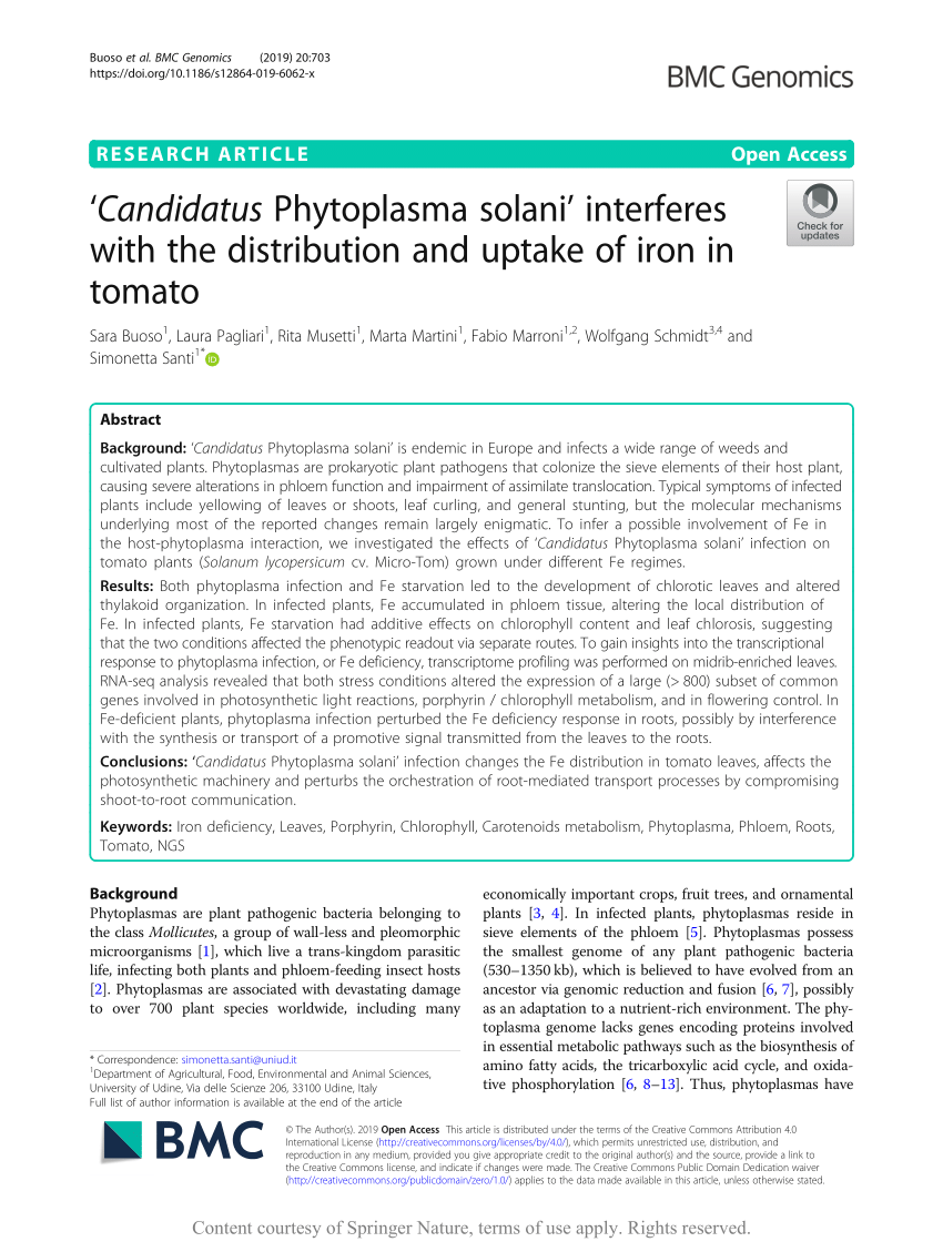 Candidatus Phytoplasma solani' interferes with the distribution