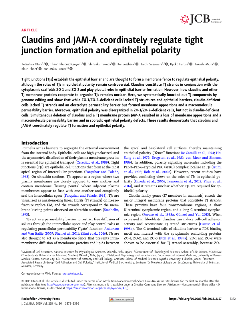 PDF) Claudins and JAM-A coordinately regulate tight junction formation and  epithelial polarity