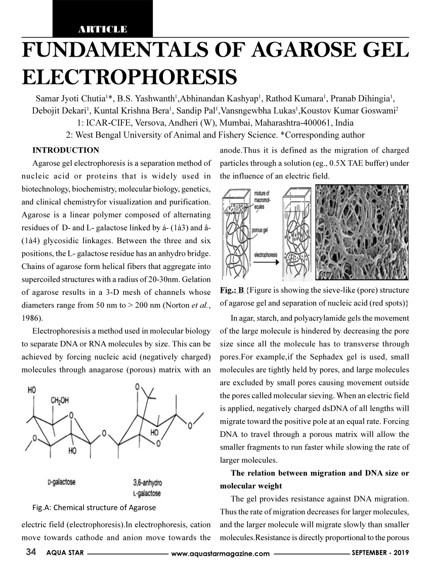 research paper on electrophoresis