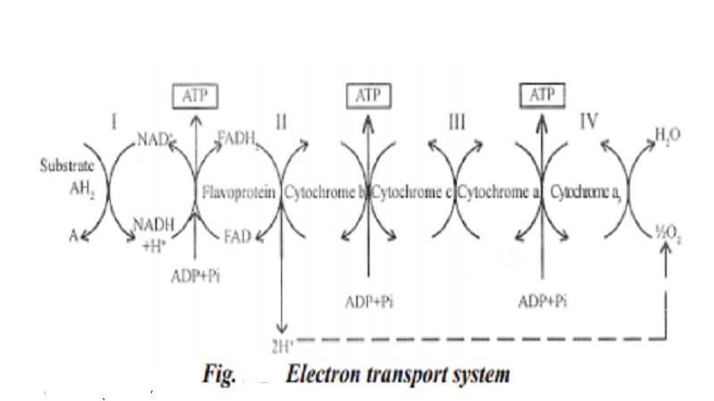 pdf-electron-transport-system