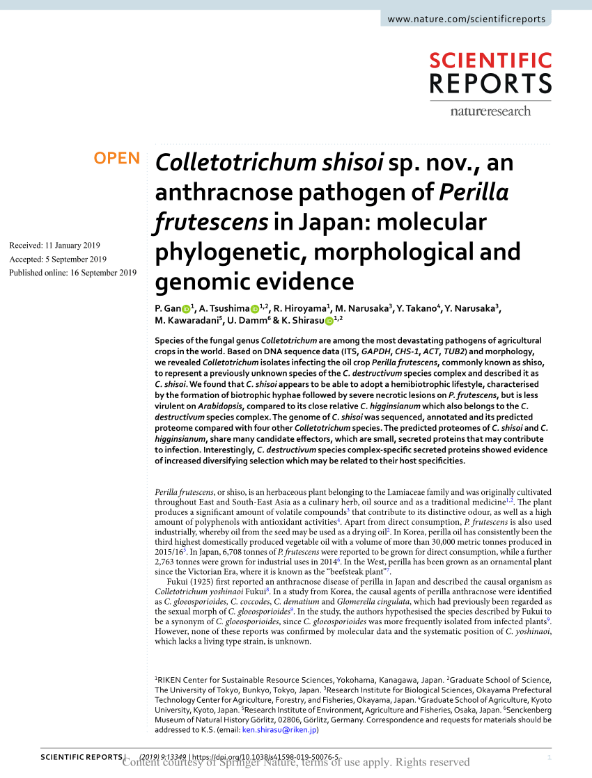 (PDF) Colletotrichum shisoi sp. nov., an anthracnose pathogen of