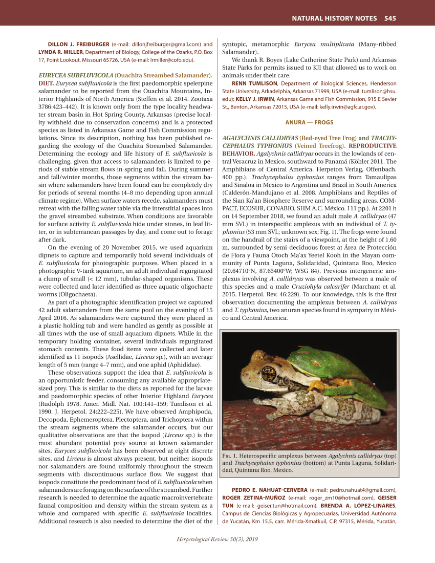 PDF) Agalychnis callidryas (Red-eyed Tree Frog) and Trachycephalus