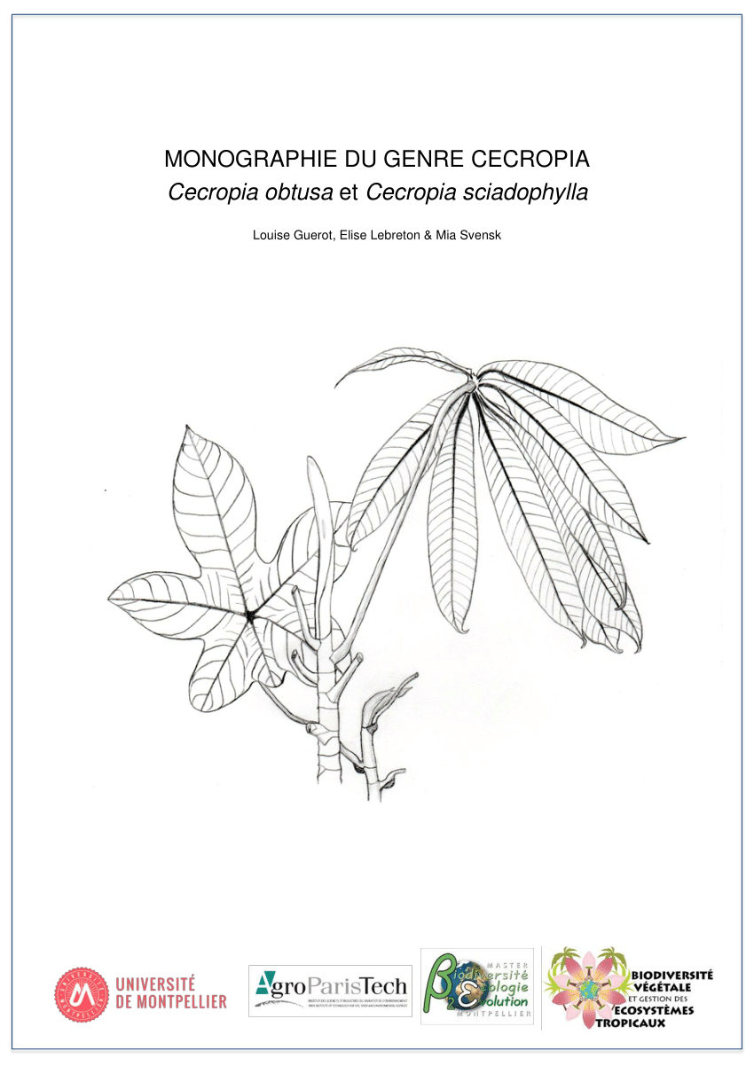 Un Mélange De Feuilles De Louisa Dispersées, De Fleurs De