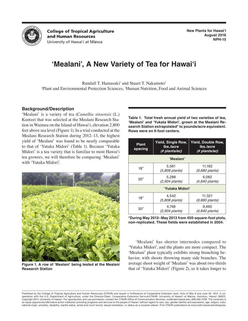 Scale insects on tea stem, Location : Mealani, Hawaii