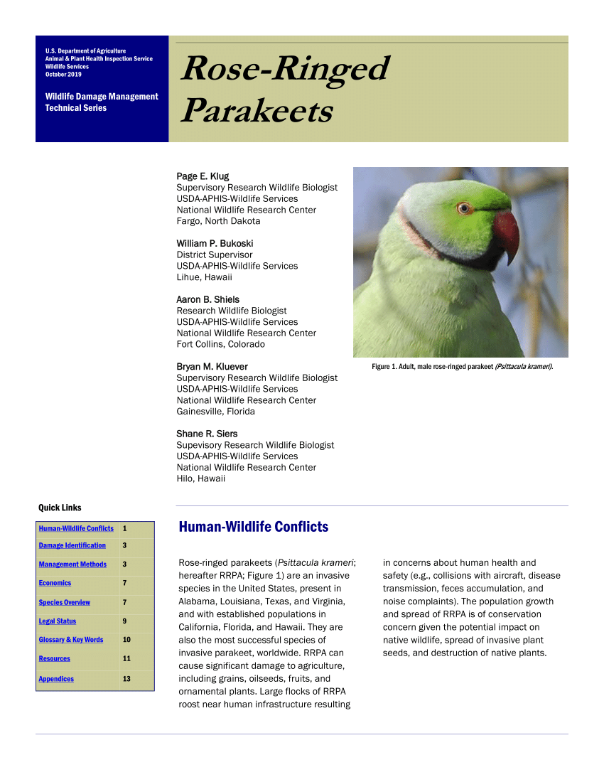 Rose Ringed Parakeet Health, Personality, Colors and Sounds - PetGuide |  PetGuide
