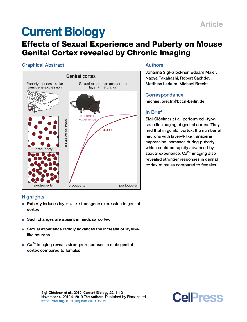 PDF) Effects of Sexual Experience and Puberty on Mouse Genital Cortex revealed by Chronic Imaging