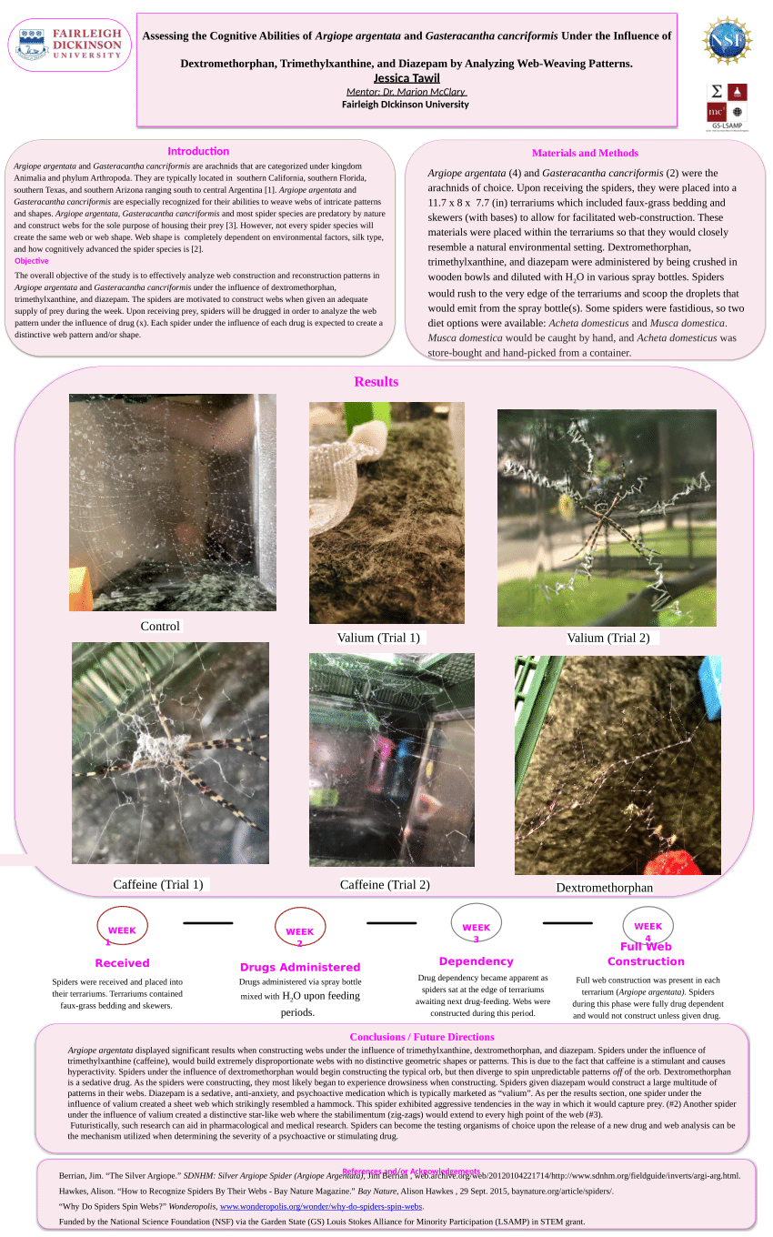 How to Recognize Spiders By their Webs - Bay Nature Magazine