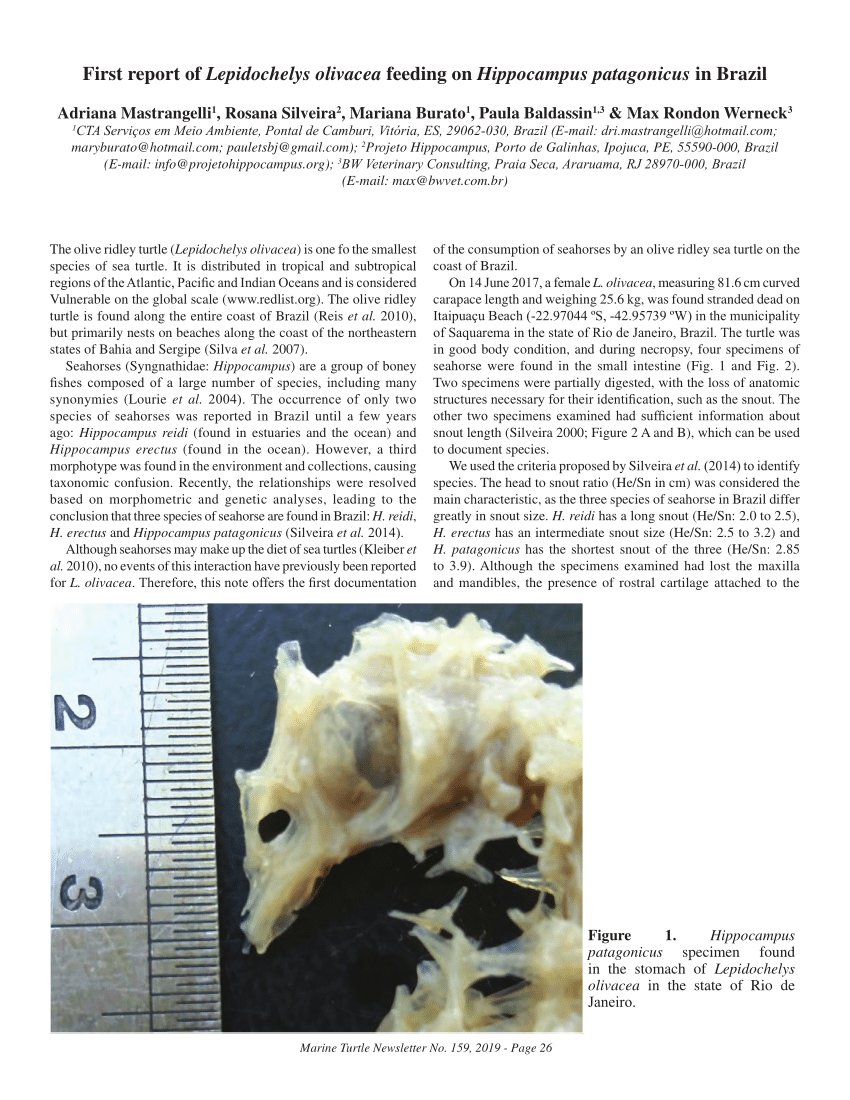 Hippocampus erectus: A. MCZ 35290; B. USNM161345; C. TCWC 7312.04 