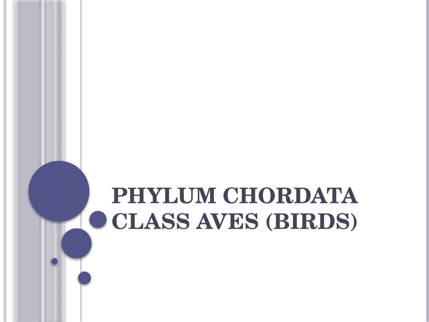 (PDF) Phylum Chordata Class Mammalia