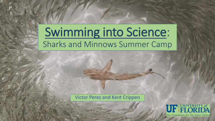 PDF) SWIMMING INTO SCIENCE: SHARKS AND MINNOWS SUMMER CAMP