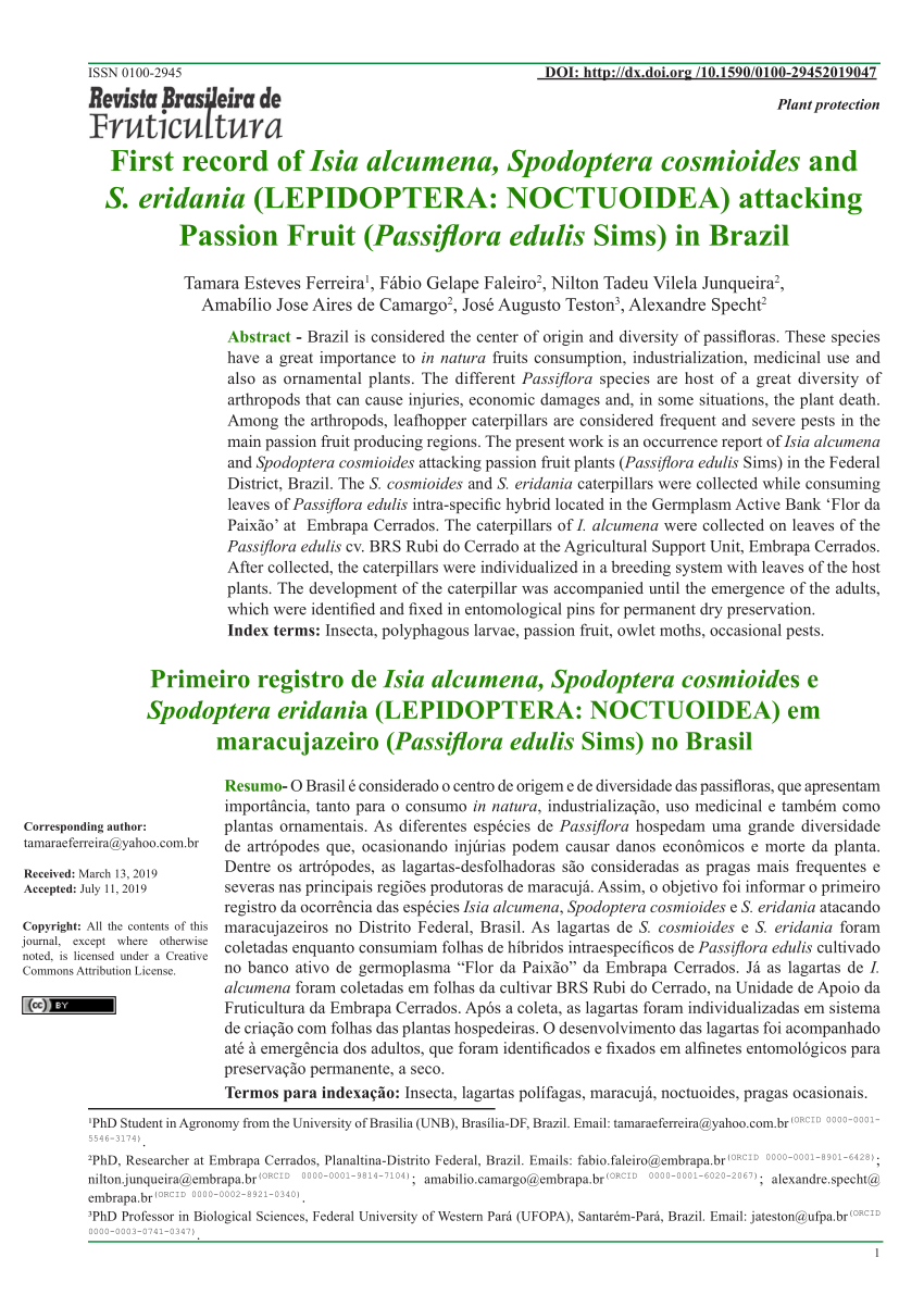 Pdf First Record Of Isia Alcumena Spodoptera Cosmioides And S Eridania Lepidoptera Noctuoidea Attacking Passion Fruit Passiflora Edulis Sims In Brazil