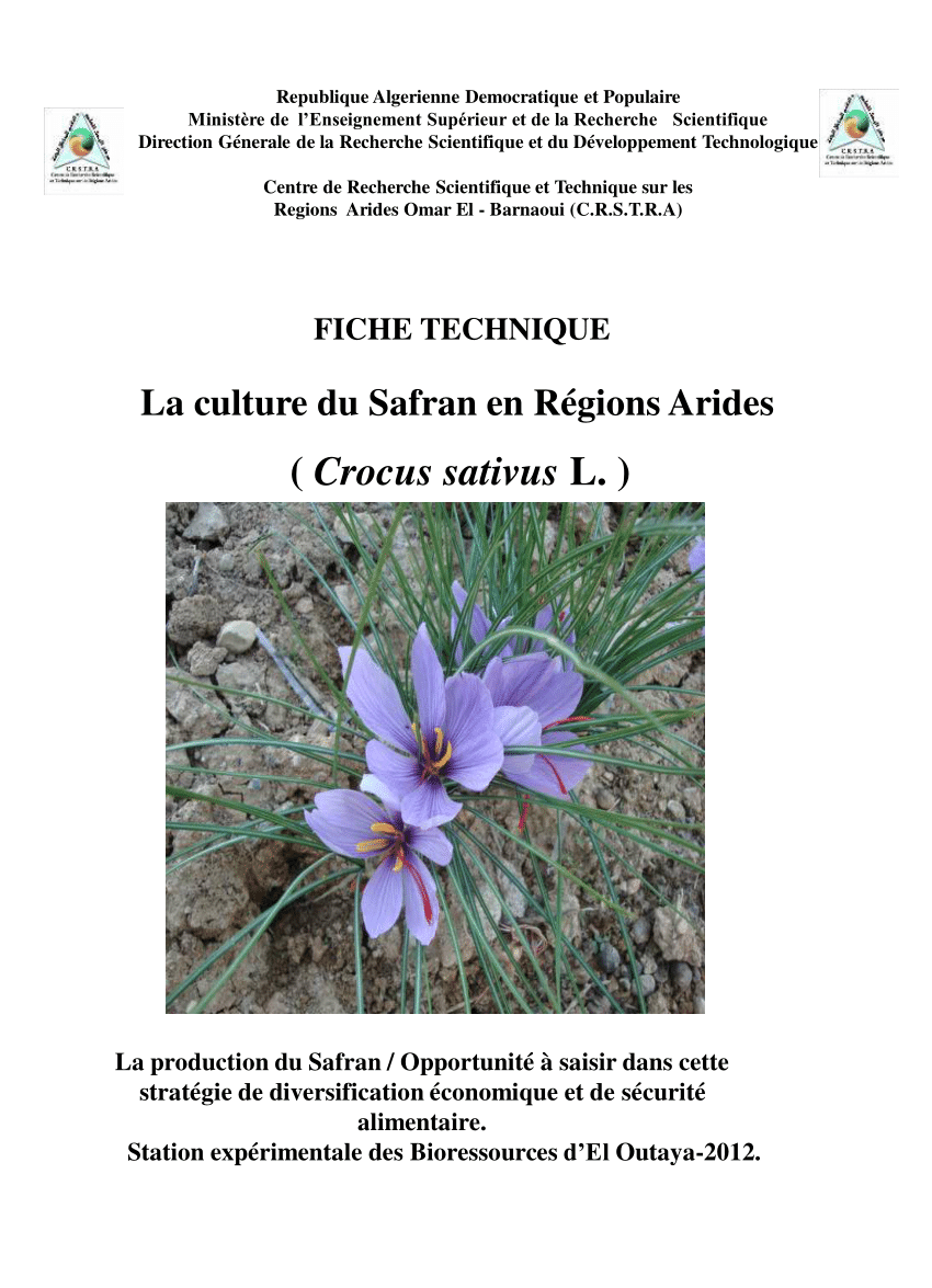 Fiche de culture : Cultivez votre propre safran (Crocus sativus)