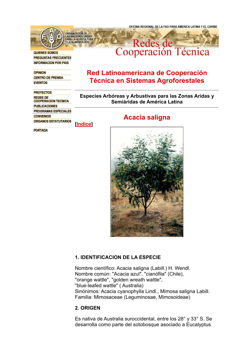 PDF) Acacia saligna Chile. Especies arbóreas y Arbustivas para la zonas  Áridas y semiaridas de América Latina