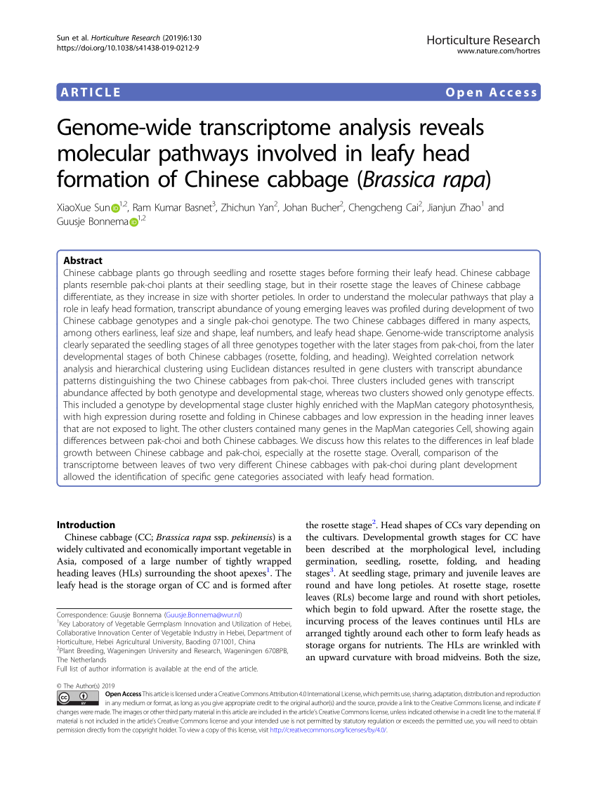 Genome-wide transcriptome analysis reveals molecular pathways involved in  leafy head formation of Chinese cabbage (Brassica rapa)