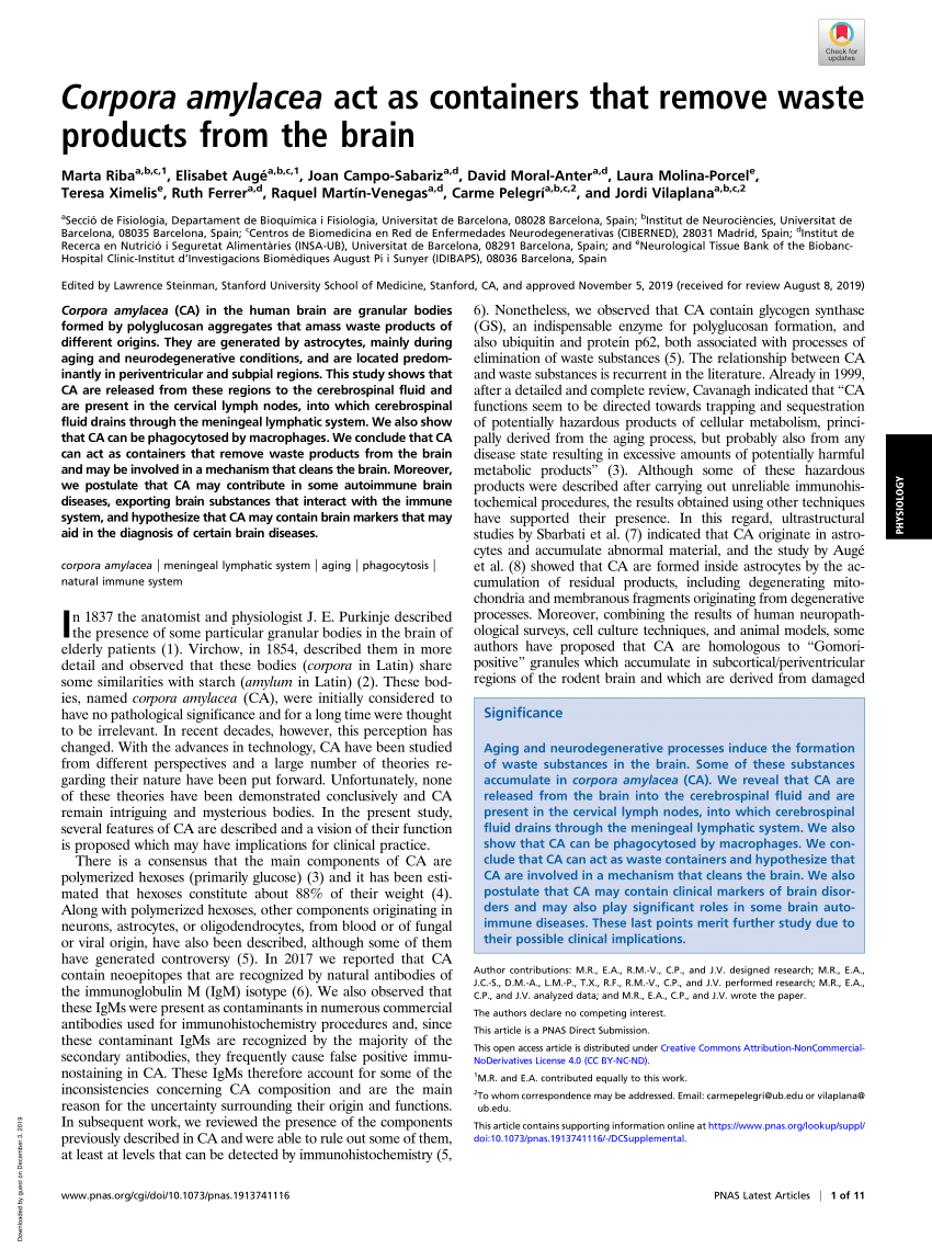 Pdf Corpora Amylacea Act As Containers That Remove Waste Products From The Brain