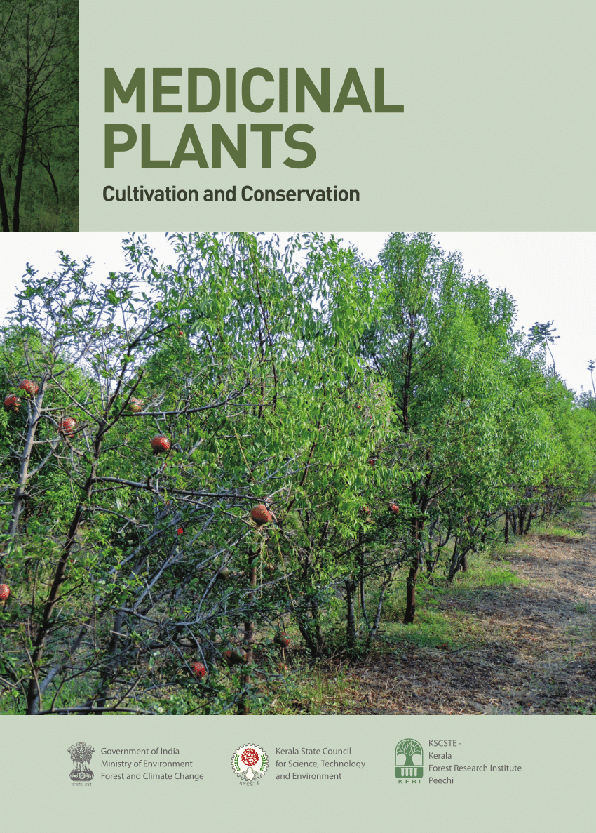(PDF) Sacred Groves Repositories of Medicinal Plants