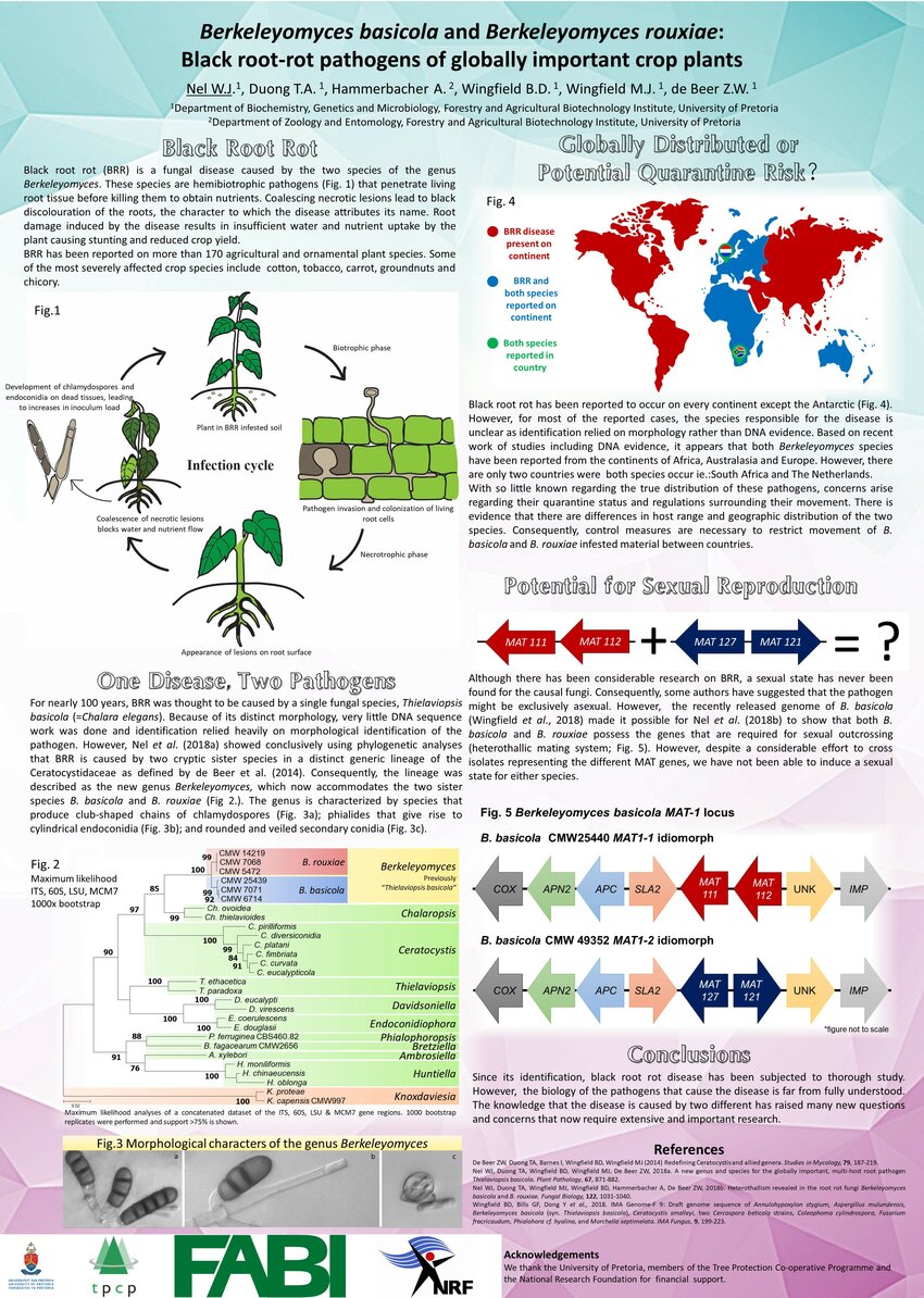 (PDF) Berkeleyomyces basicola and Berkeleyomyces rouxiae: Black root ...