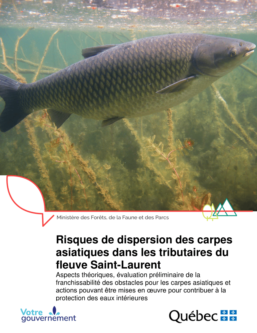 Pdf Risques De Dispersion Des Carpes Asiatiques Dans Les Tributaires Du Fleuve Saint Laurent