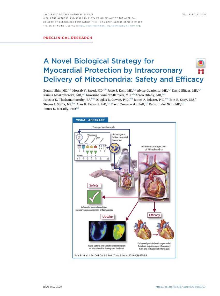 Pdf A Novel Biological Strategy For Myocardial Protection By Intracoronary Delivery Of Mitochondria Safety And Efficacy