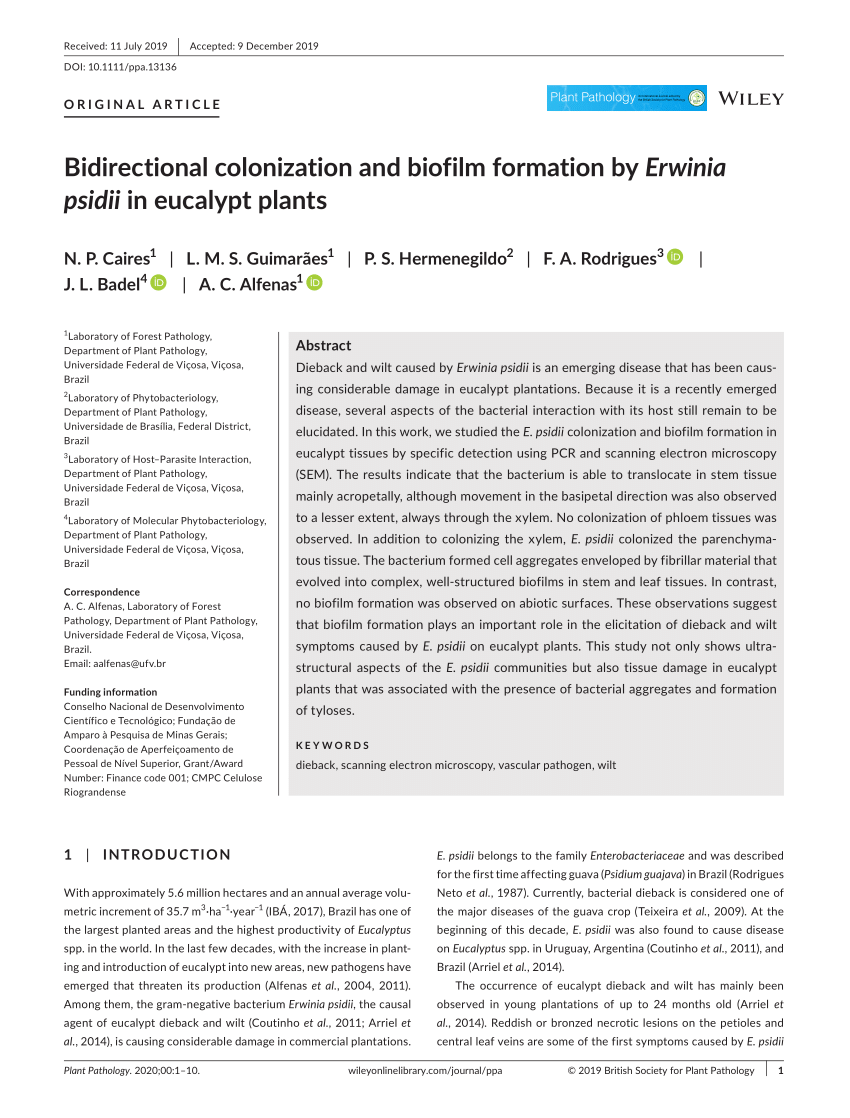 Pdf Bidirectional Colonization And Biofilm Formation By Erwinia Psidii In Eucalypt Plants