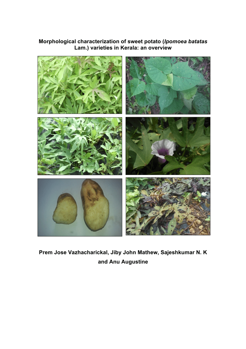 Pdf Morphological Characterization Of Sweet Potato Ipomoea Batatas Lam Varieties In Kerala 