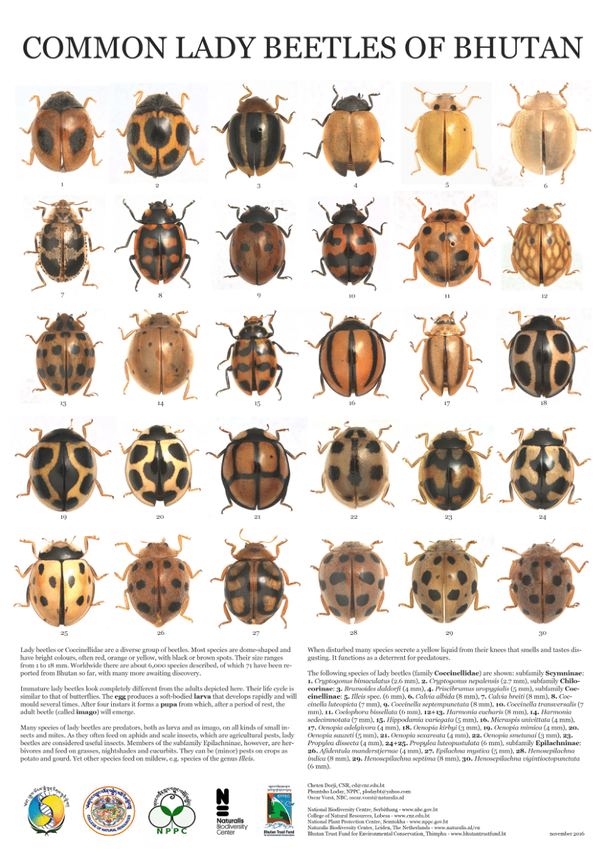 common beetles