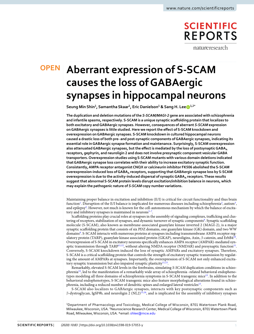 Pdf Aberrant Expression Of S Scam Causes The Loss Of Gabaergic