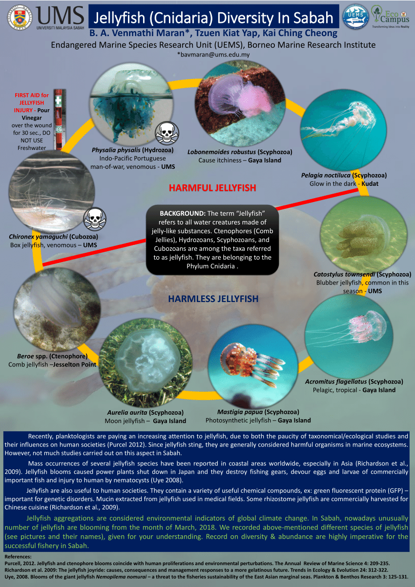 (PDF) Jellyfish Diversity in Sabah