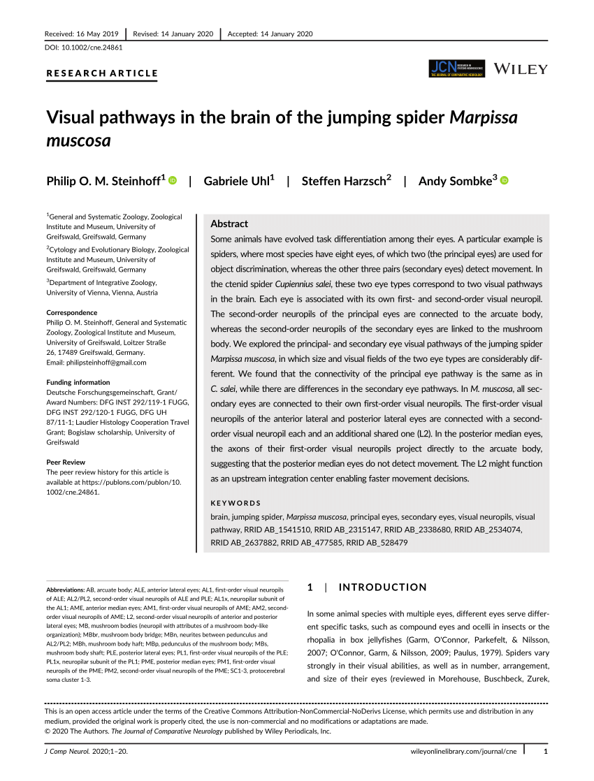 Visual attention and processing in jumping spiders: Trends in Neurosciences