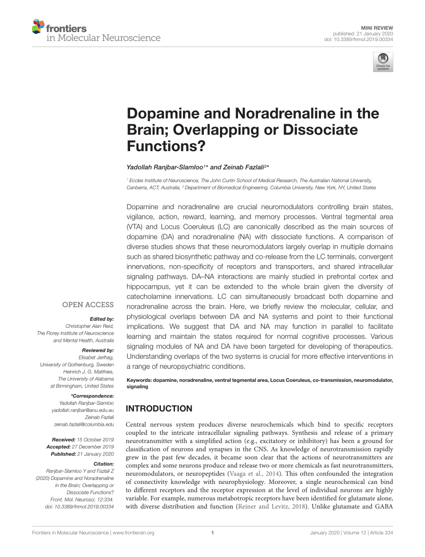 Pdf Dopamine And Noradrenaline In The Brain Overlapping Or