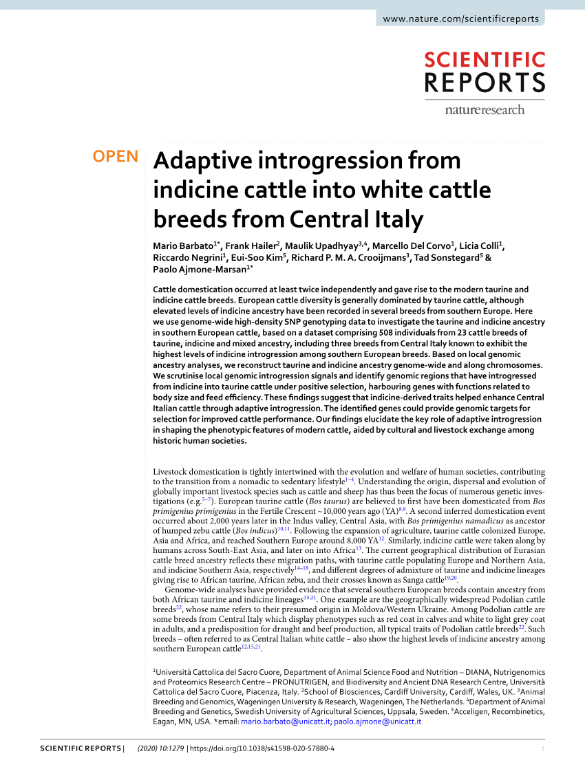 PDF) Adaptive introgression from indicine into white cattle breeds Central Italy