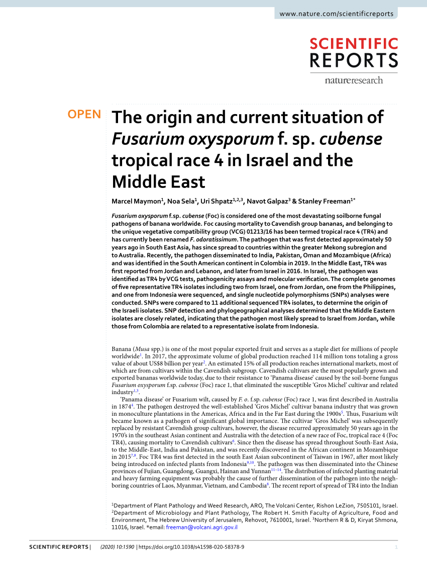 Pdf The Origin And Current Situation Of Fusarium Oxysporum F Sp Cubense Tropical Race 4 In Israel And The Middle East